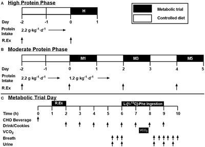 An Acute Reduction in Habitual Protein Intake Attenuates Post Exercise Anabolism and May Bias Oxidation-Derived Protein Requirements in Resistance Trained Men